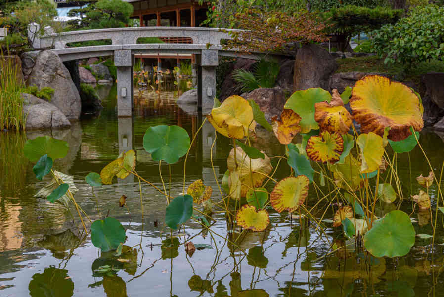 Principado de Mónaco 46 - Montecarlo - Jardín Japonés de Mónaco.jpg